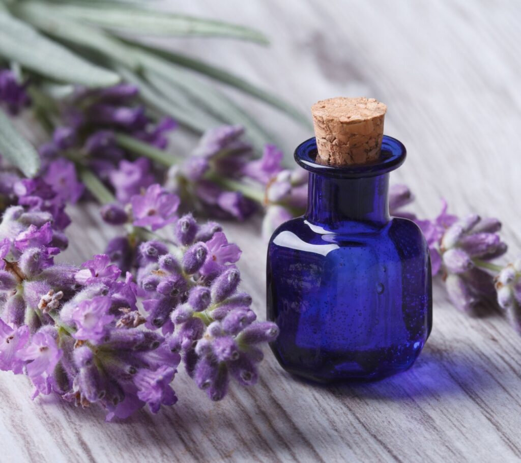 blue lavender essential oil bottle with lavender flowers next to it