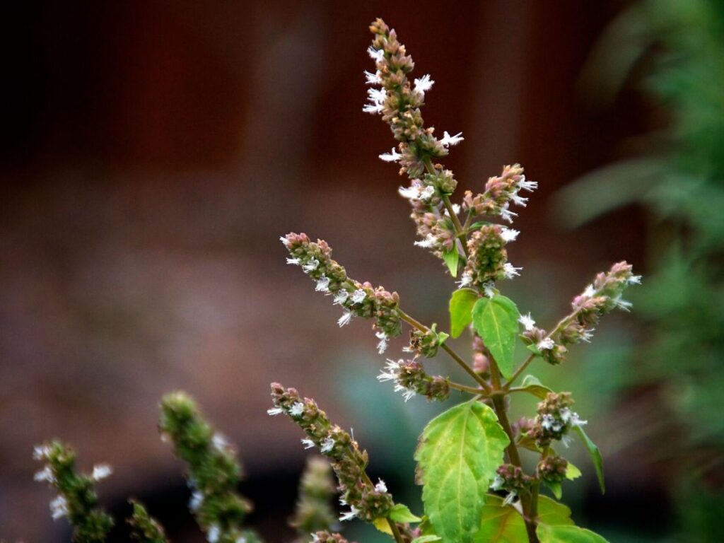 patchouli plant