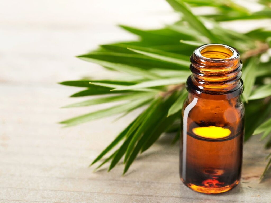 tea tree essential oil bottle with tea tree leaves behind