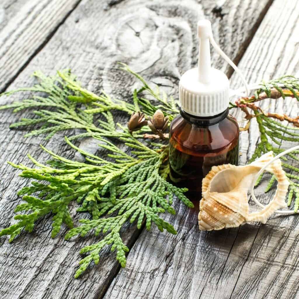 bottle of Arborvitae Essential Oil