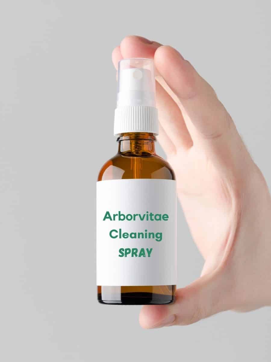 spray bottle of Arborvitae Oil and water