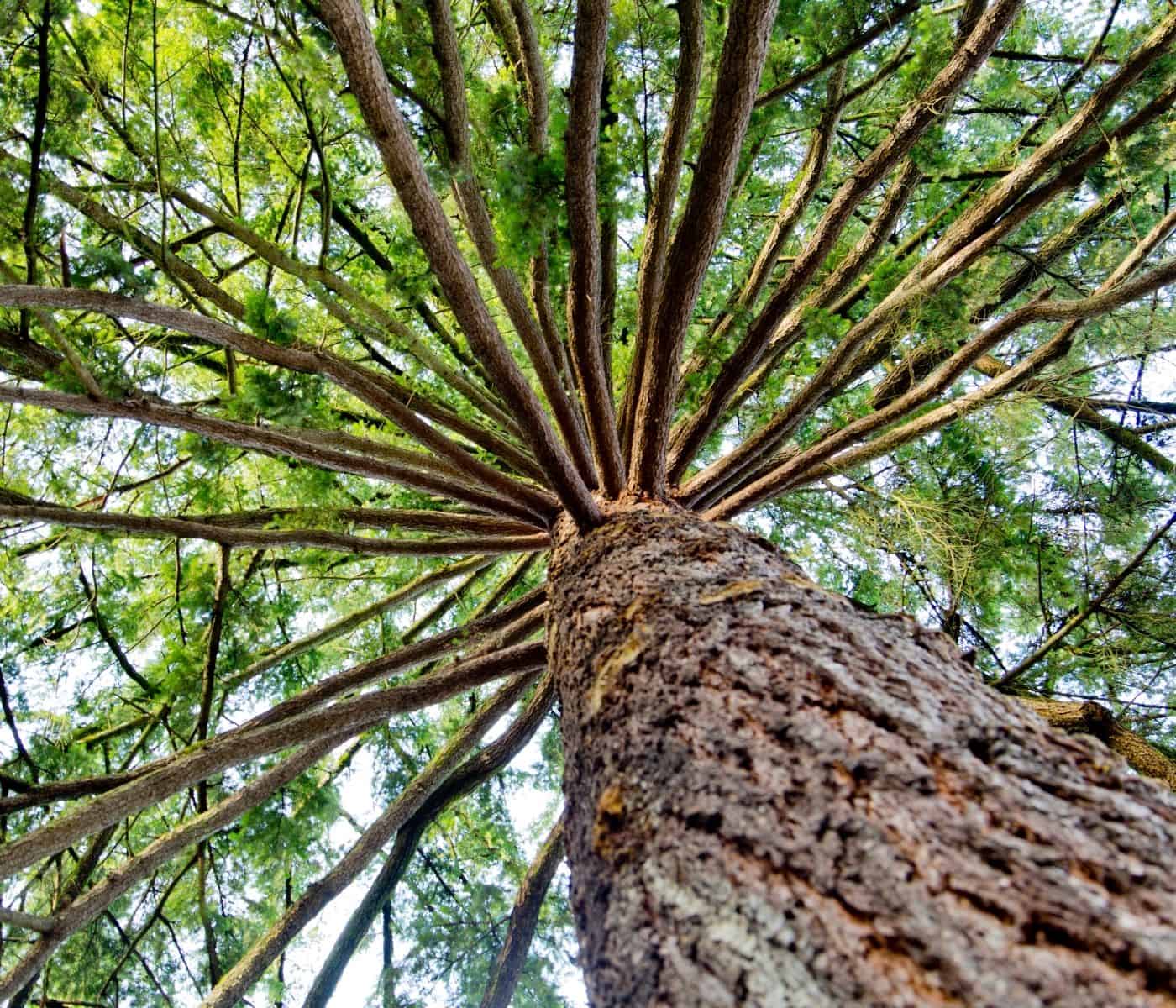 Thuja plicata tree.