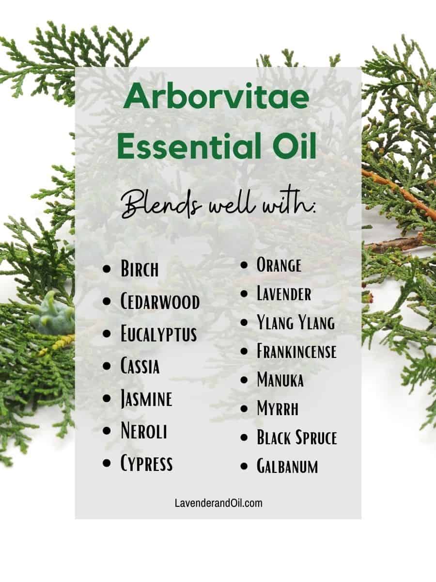 arborvitae essential oil branch with text overlay of other oils that blend well