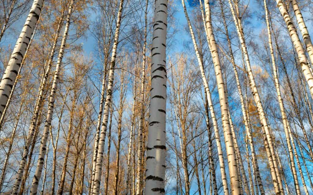 birch trees outside.