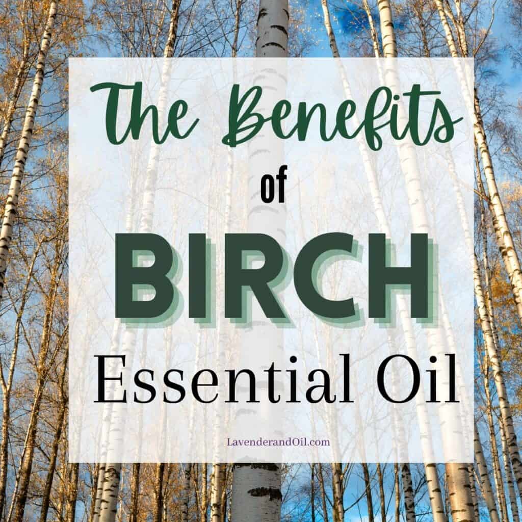 birch trees with text overlay saying "the benefits of birch essential oil"