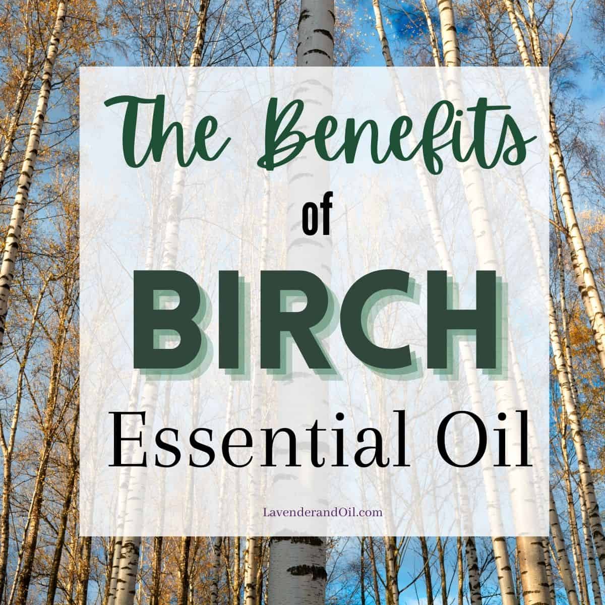 health benefits of birch essential oil