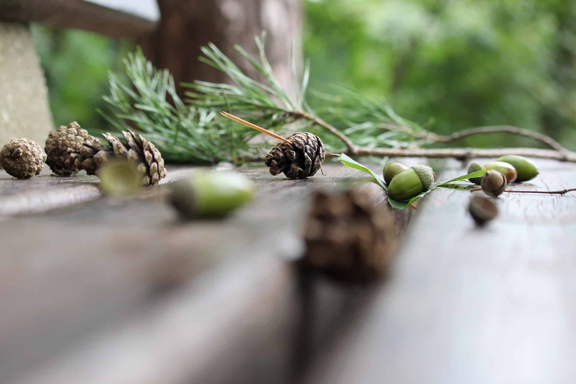 Pine cone and seeds on brown wooden table.