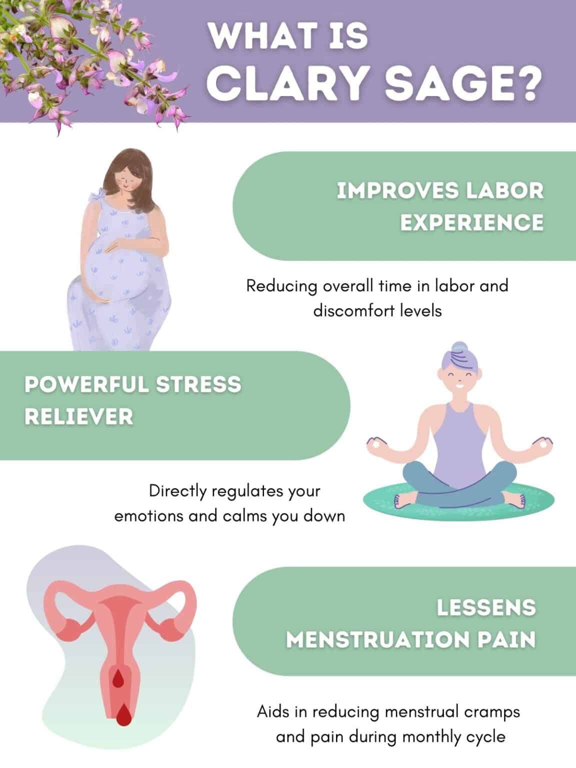 Can Clary Sage Really Induce Labor? Benefits & Uses