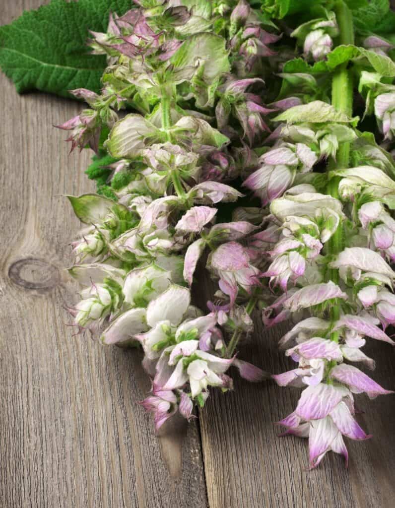 Can Clary Sage Really Induce Labor? Benefits & Uses