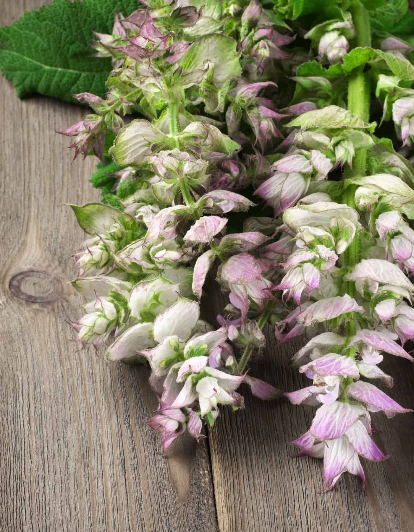 Clary sage flowers.