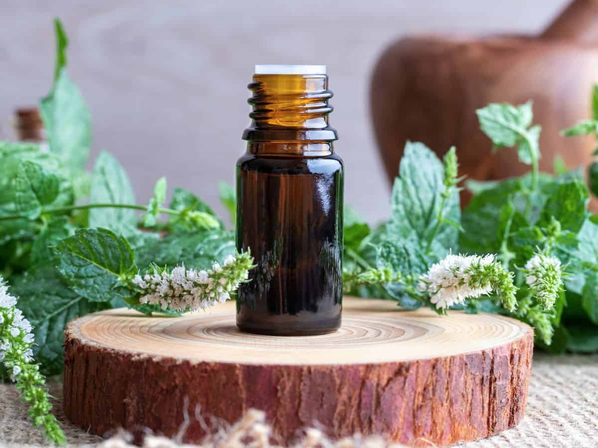 Peppermint essential oil on table.