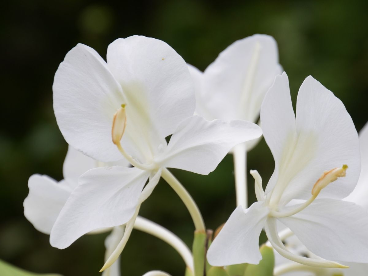 Hedychium ginger lily flower.