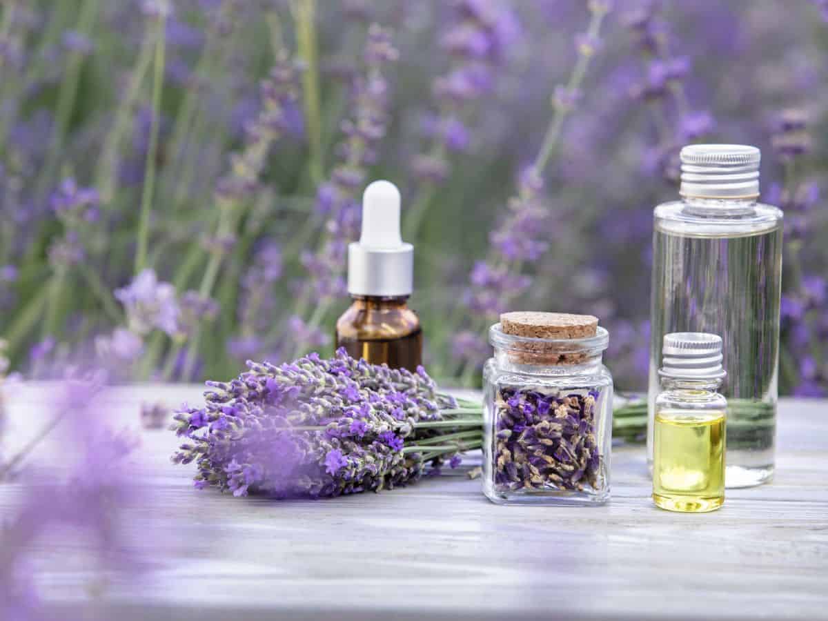 Lavender oil with flowers on table outside.