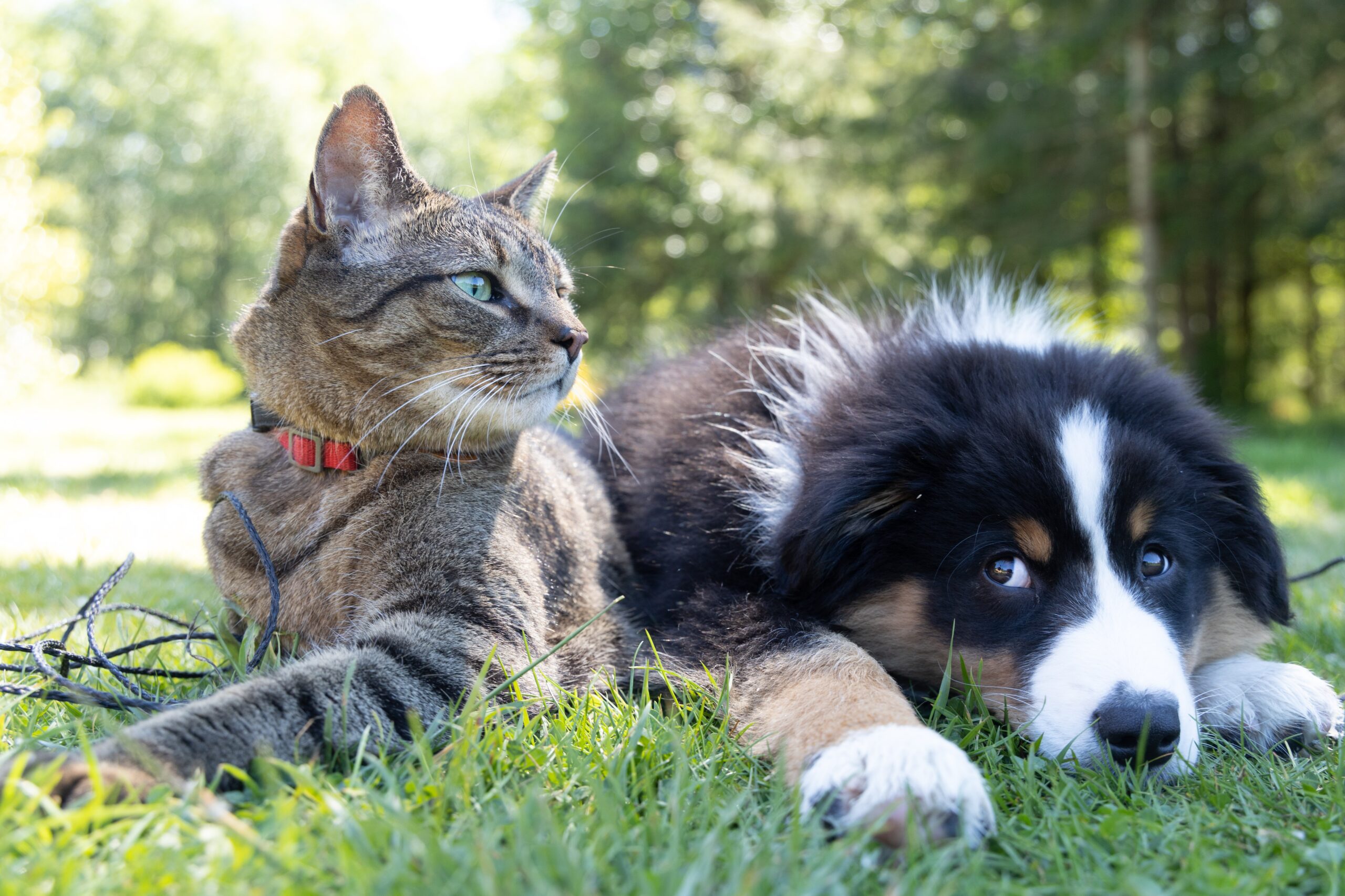 Pets laying on grass outside.