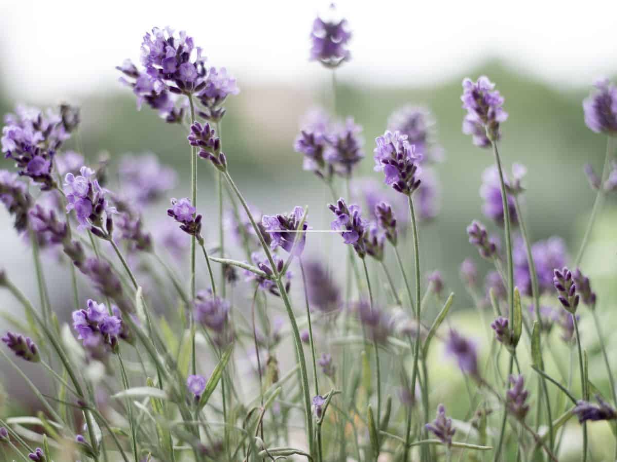 Lavender flowers.