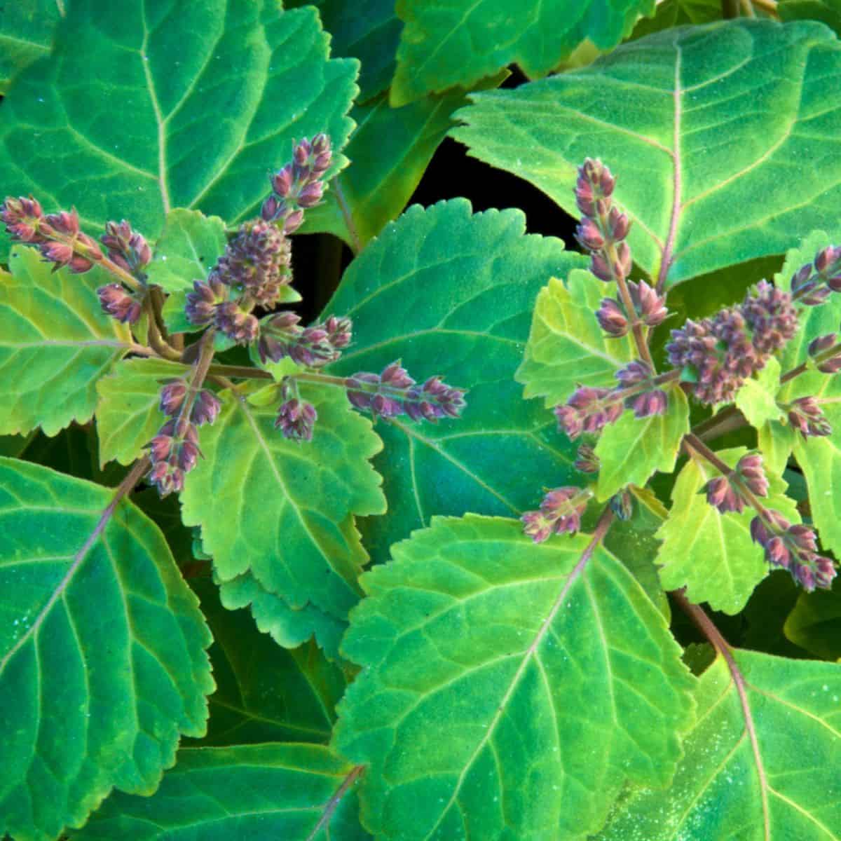 Patchouli plant.